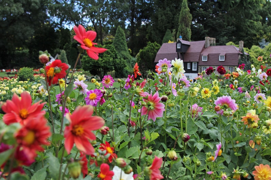 Vibrant flowers in the foreground. Miniature English style building in the background.