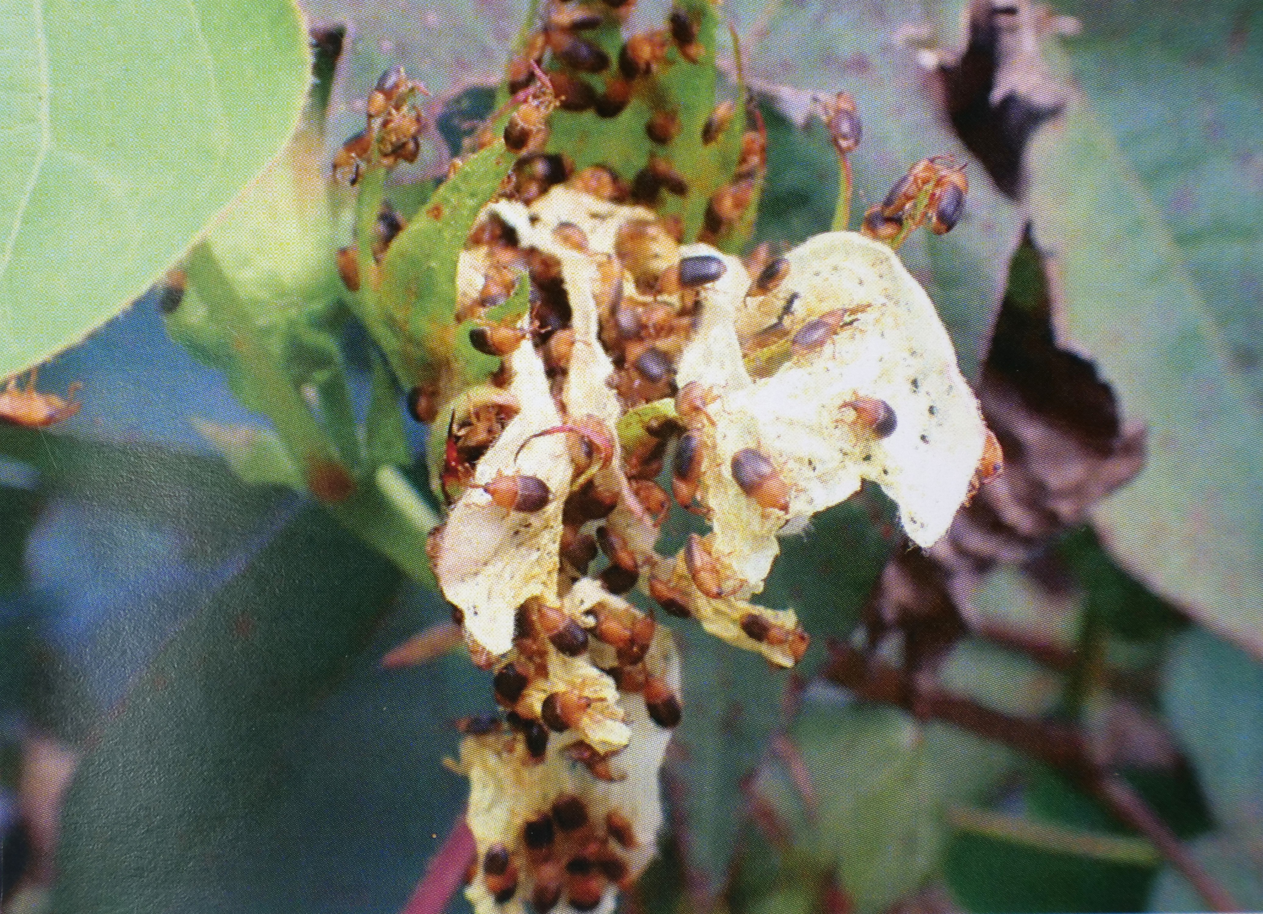 Industry 'alert but not alarmed' as native weevil develops a taste for cotton