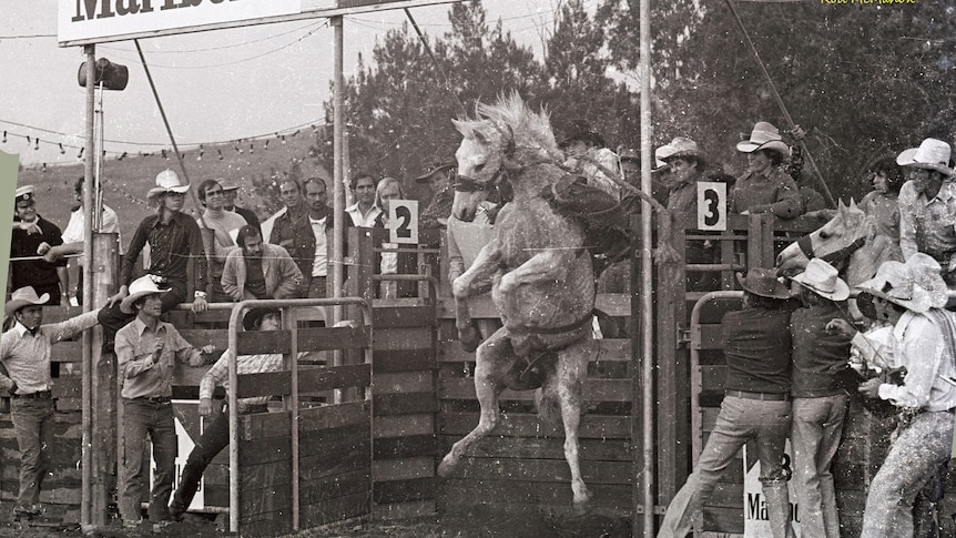 A bronco jumps in the air.