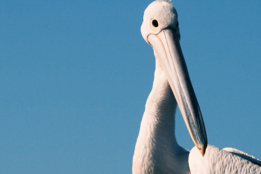 Close up of ominous-looking pelican against a bright blue sky