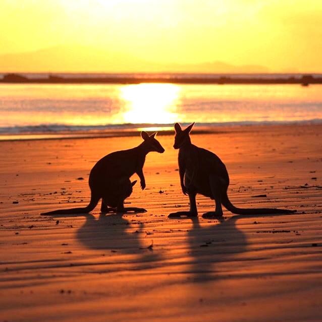 The sun rises behind two silhouetted wallabies, quite large in the frame, on a beach.