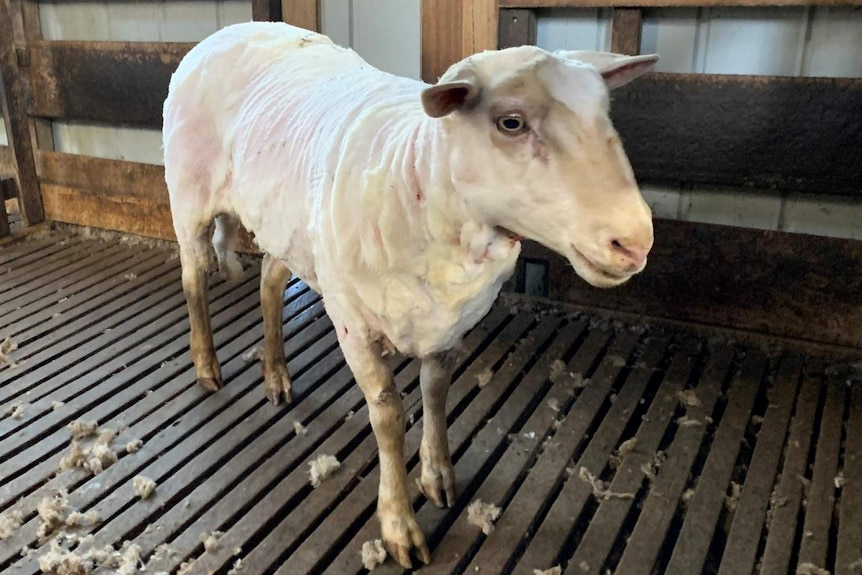 A sheep, immediately after being shorn.