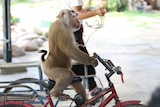 Monkey riding a bike