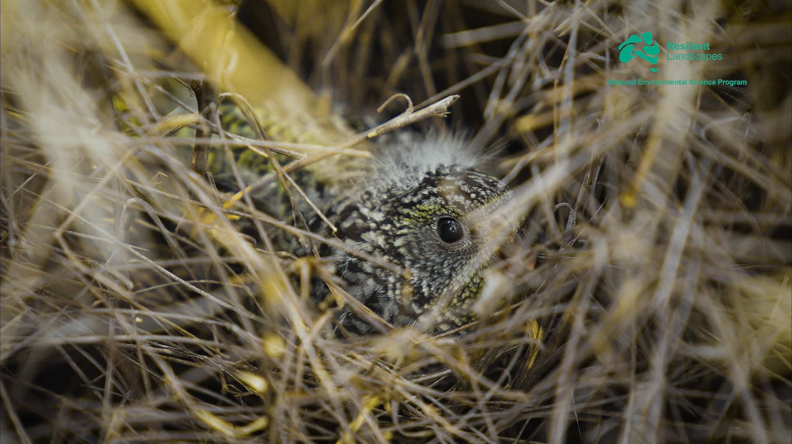 VIDEO: Young night parrot found hidden in spinifex - ABC News & Headlines – Australian Broadcasting Corporation