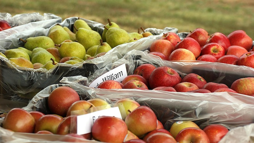 Chinese apples will be much cheaper than those locally grown