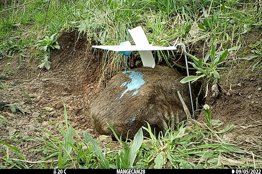 A wombat walks through a flap door, causing liquid to be poured on to its back