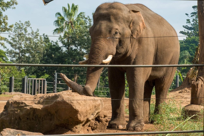 Asian elephant bull 'Gung'