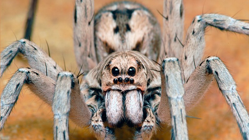 A close up photograph of a wolf spider, taken front on, shows the spider's fangs folded under its head.