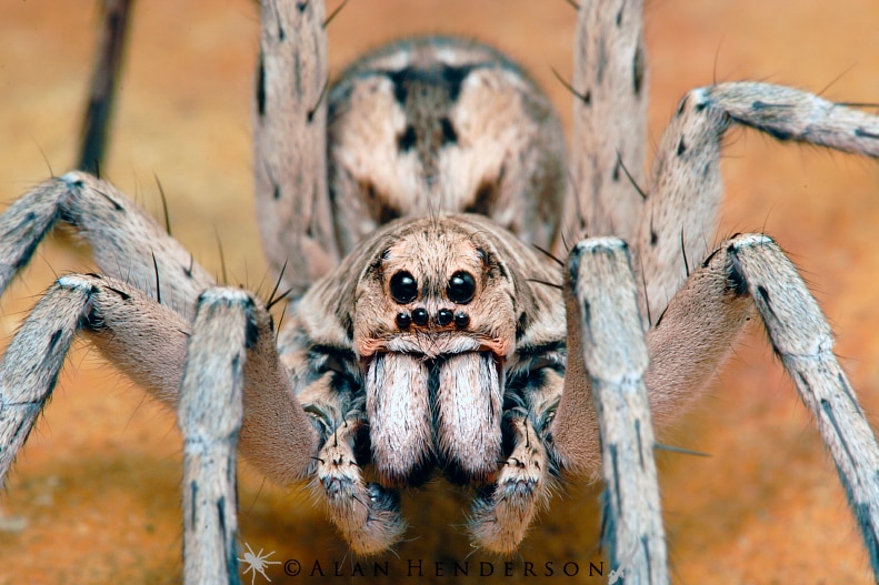 A close up photograph of a wolf spider, taken front on, shows the spider's fangs folded under its head.
