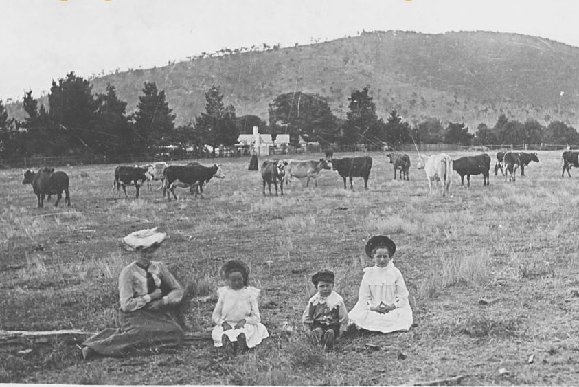 Four girls sit on grass surrounded by cows in front of the Springbank homestead, with Black Mountain in the background