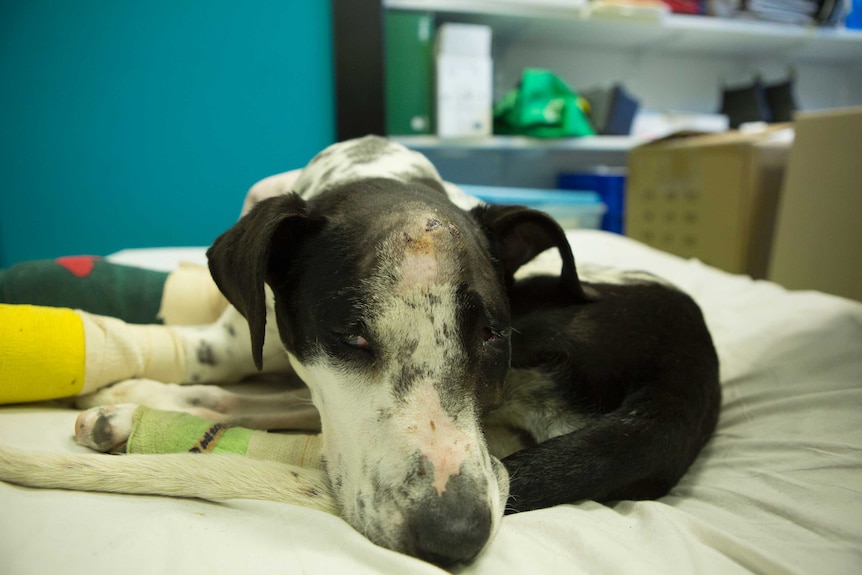 A bull Arab dog looks sad with her legs in bandages not long after she was rescued by the RSPCA