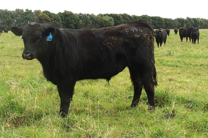 A black Angus bull stands in a grassy paddock on a farm.