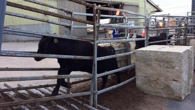 Cattle is loaded onto a ship