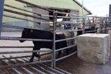 Cattle is loaded onto a ship