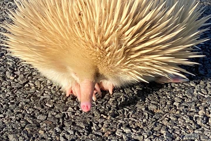 An albino echidna on a road