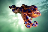 Orange octopus with blue rings swimming in vivid aqua water.