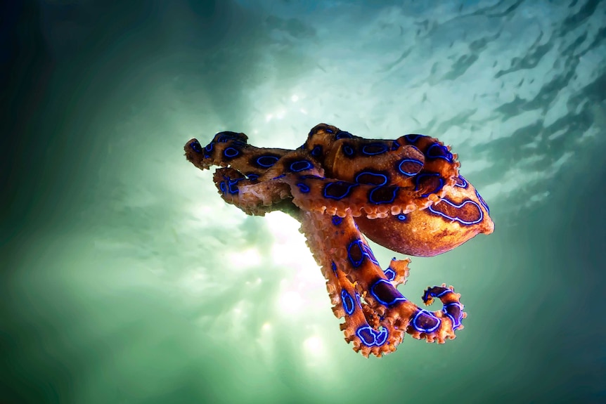 Orange octopus with blue rings swimming in vivid aqua water.