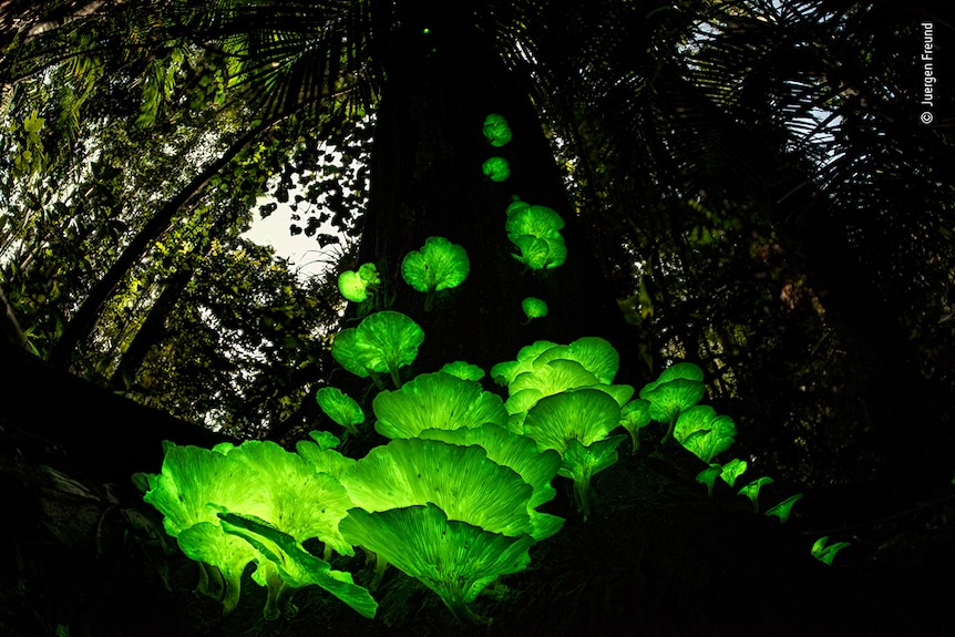 Un hongo verde brilla en un entorno boscoso oscuro.