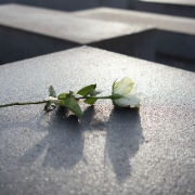 A white rose lies on a concrete slab.