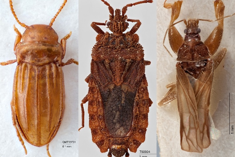 A composite of three beetle type  insects, all varied shades of brown.
