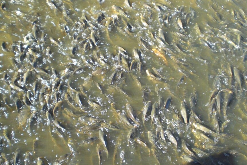 muchas carpas pescando unas encima de otras en cierta parte del río Murray