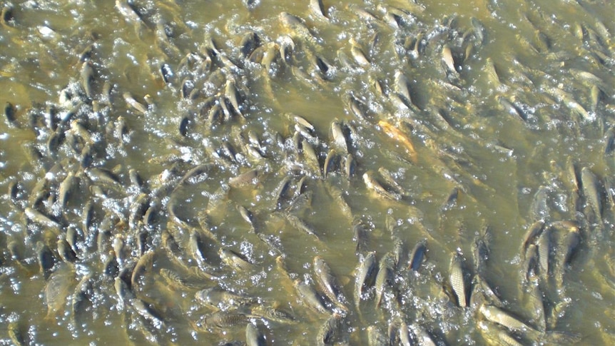 many carp fishing on top of each other in a certain part of the Murray River