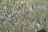 A mass of hundreds of carp, swimming in a dirty river