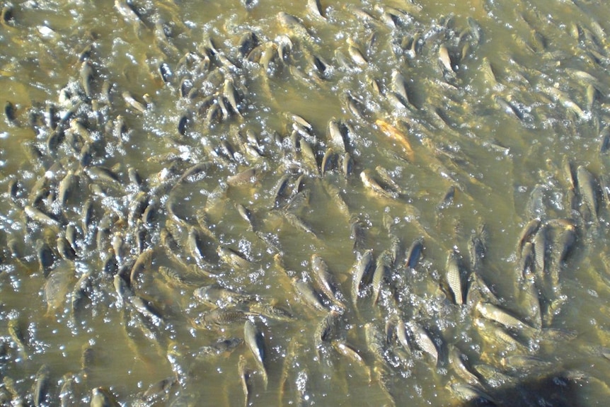 A solid mass of carp in the river.