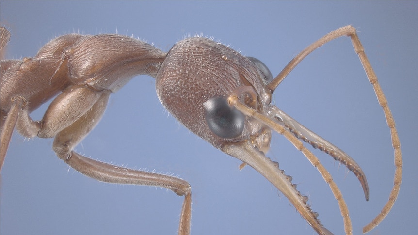 A species of West Australian bull ant