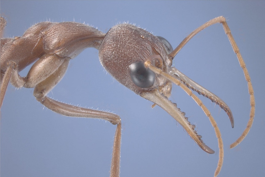 A species of West Australian bull ant