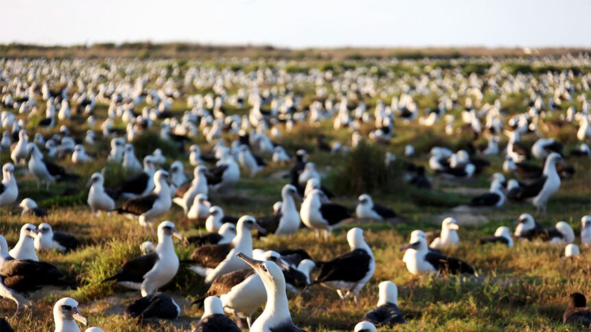 Hundreds of seabirds nesting on a wide, grassy area.