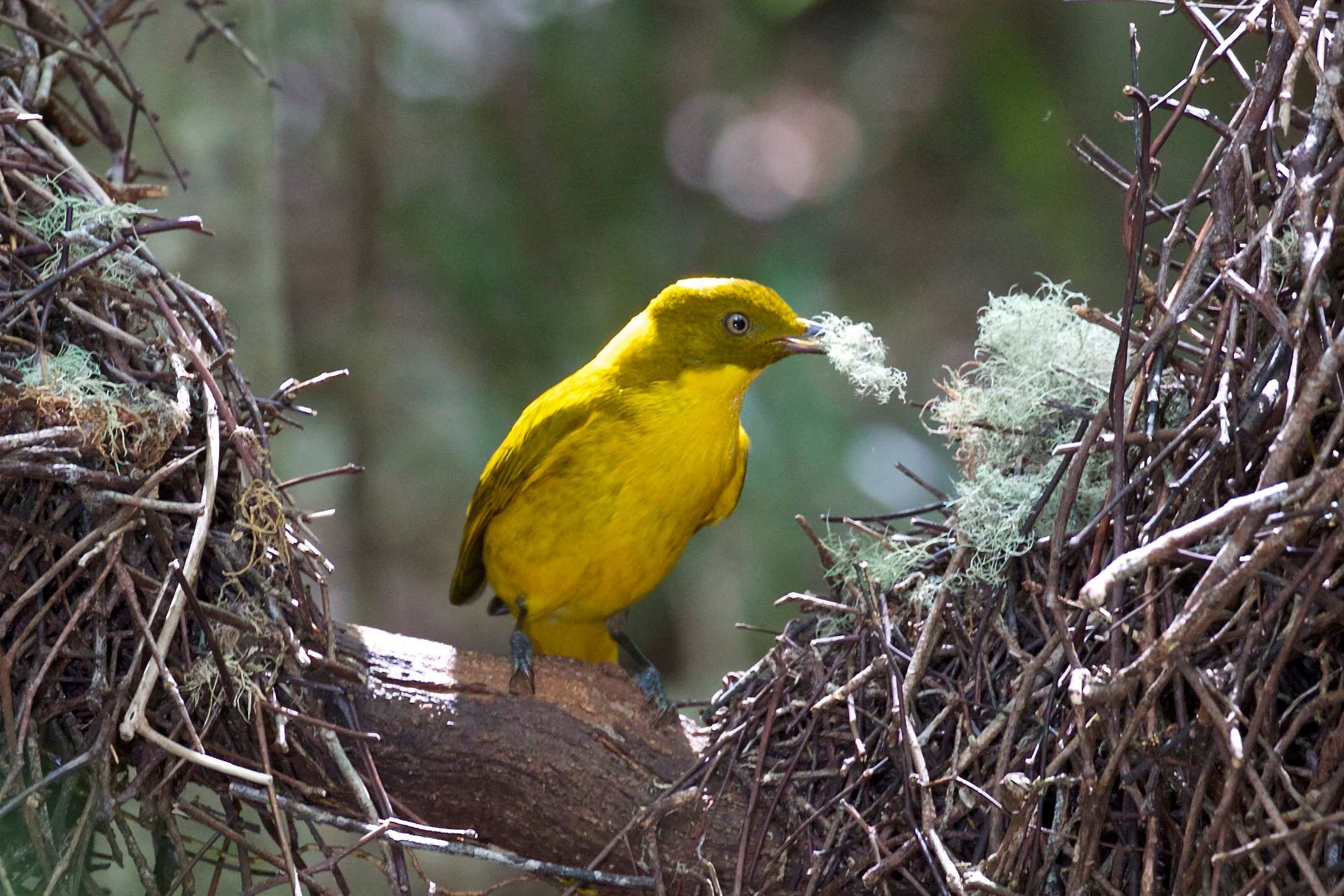 A bright yellow golden bowerbird sitting inside a bower of sticks, holding lichen in its beak.