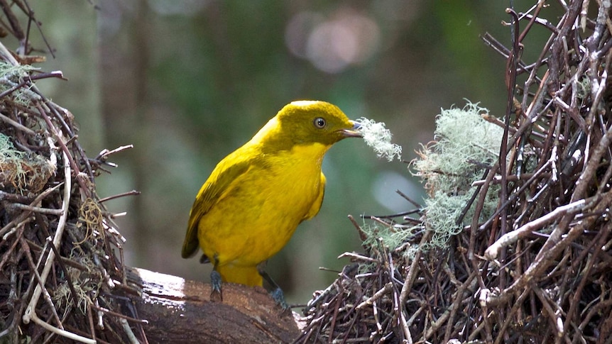 A bright yellow golden bowerbird sitting inside a bower of sticks, holding lichen in its beak.