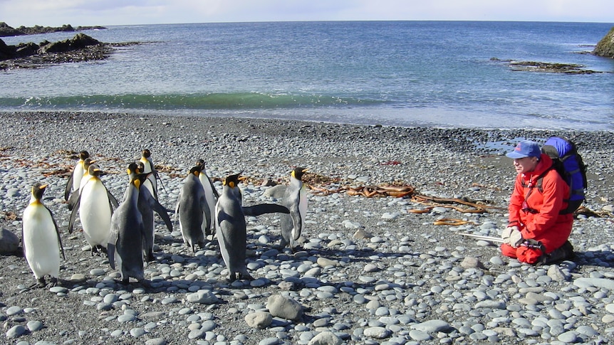 A man crouches on a beach with penguis.