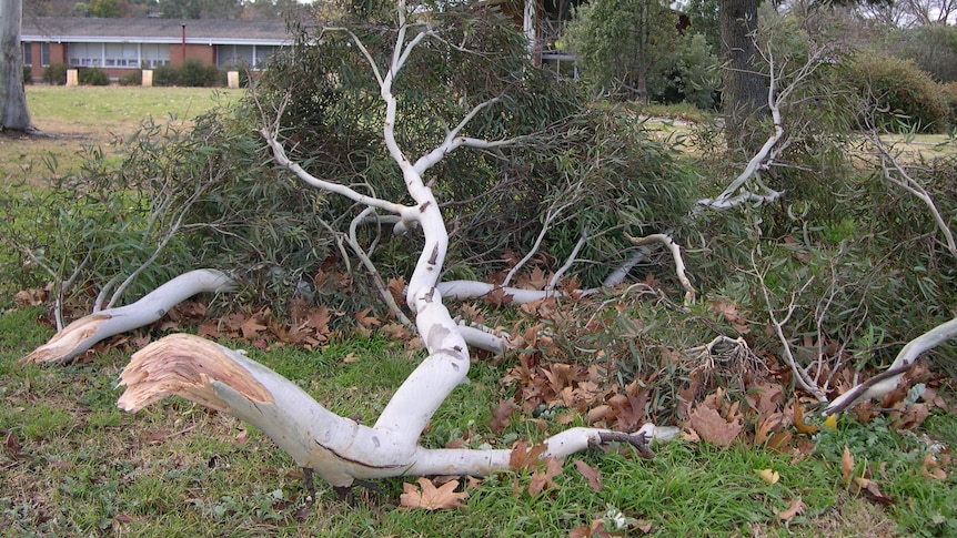 Fallen trees and branches from wild weather at Curtin Primary School in Canberra's south.