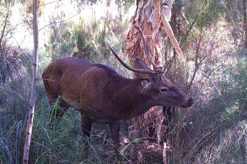 A deer rubs against a tree.