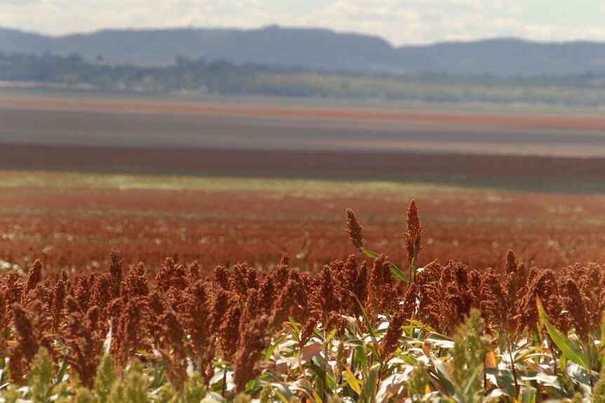 Sorghum grows on the Liverpool Plains
