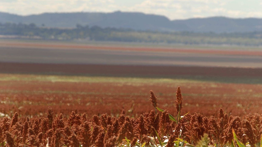 Sorghum grows on the Liverpool Plains