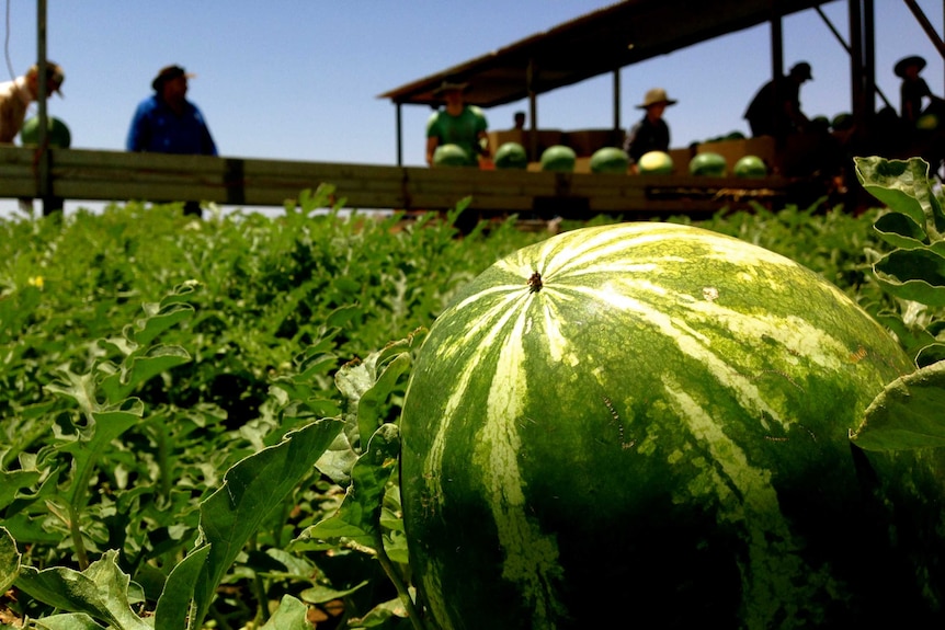 A watermelon about to be harvested at a Central Australian farm