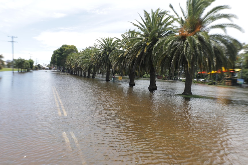 shallow floodwaters cover a road lined with palm trees. double lines on the road visible underwater