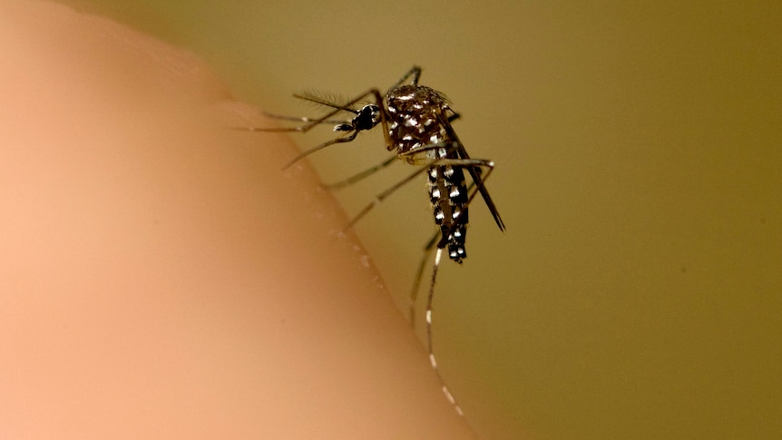 A mosquito sits on an arm.