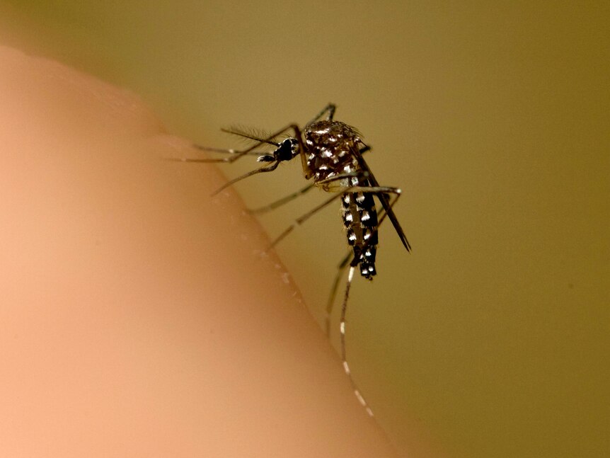 A mosquito sits on an arm.