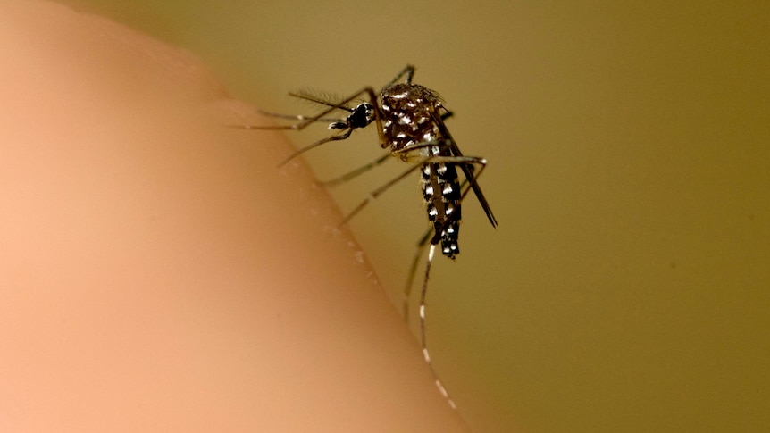 Malaria is spread to humans by infected mosquitoes.