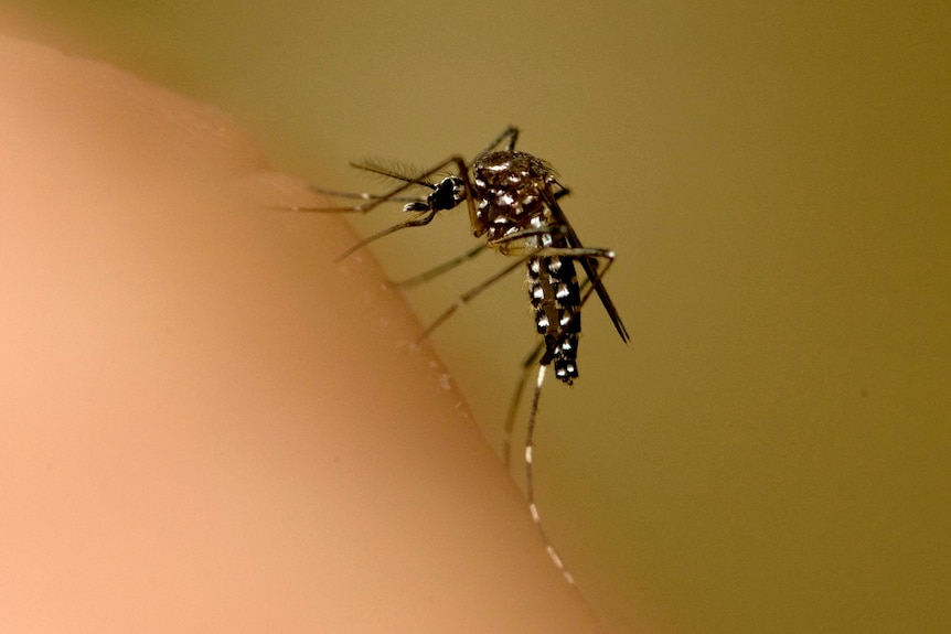 A mosquito sits on an arm.