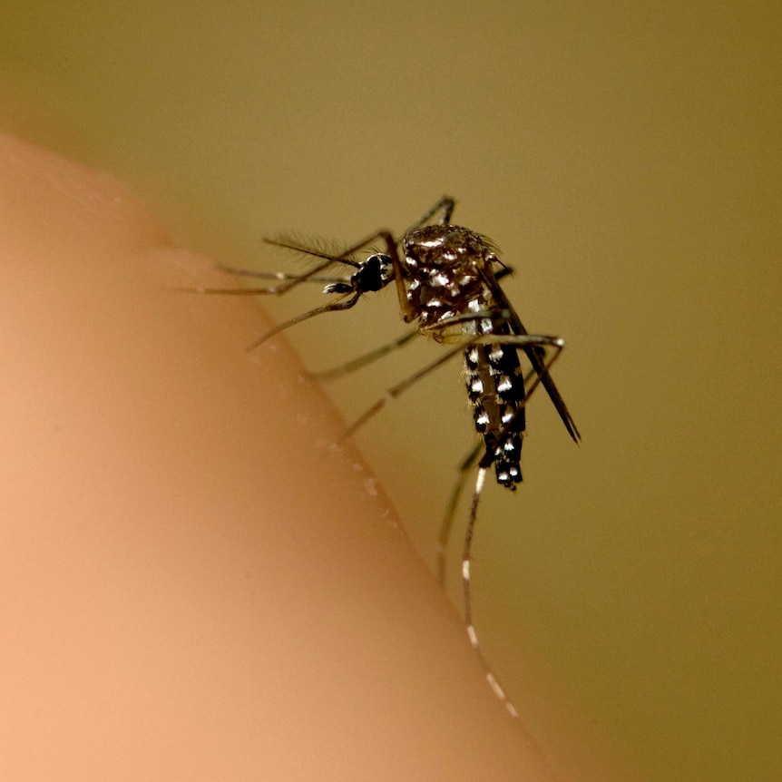 A mosquito sits on an arm