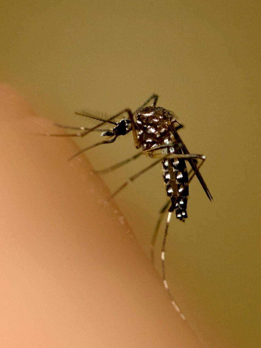 A mosquito sits on an arm. (AAP: University of Queensland, file photo)