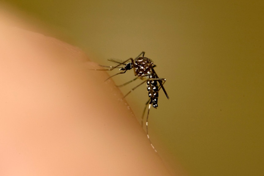 mosquito on arm