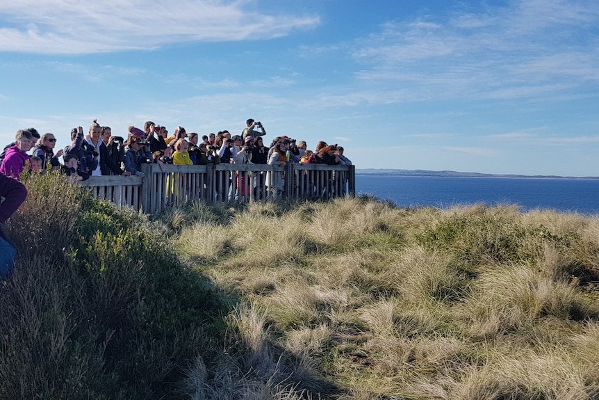 Whale watching at Phillip Island
