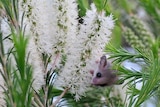 A western pygmy possum amongst a flowery plant.