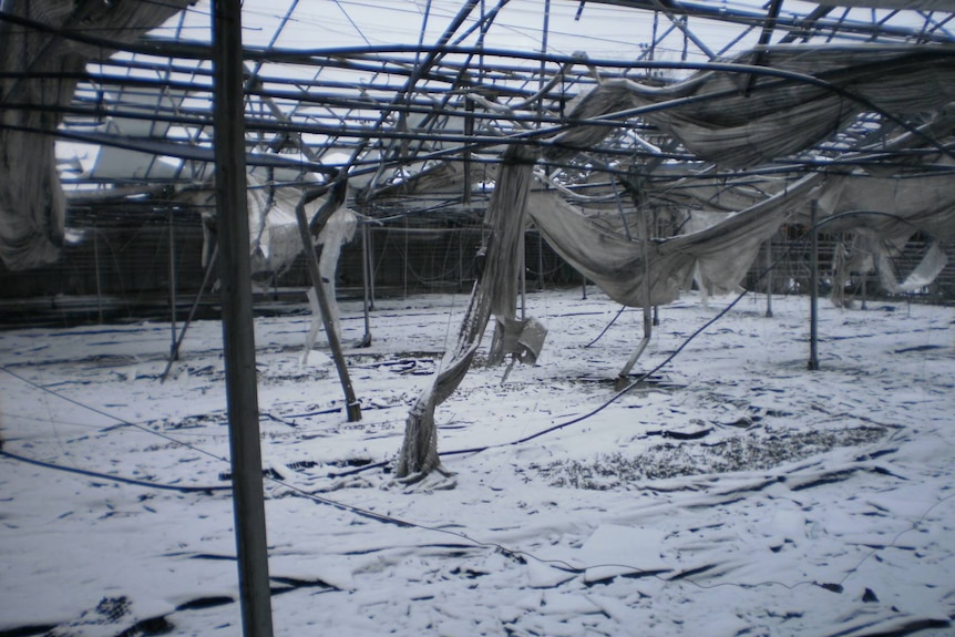 a debris-strewn plant nursery.